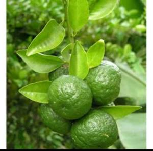 BERBUAH...Bibit Tanaman Jeruk Limau Kondisi Berbuah Kualitas Unggul