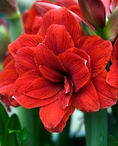 AMARYLLIS PLANT BULB