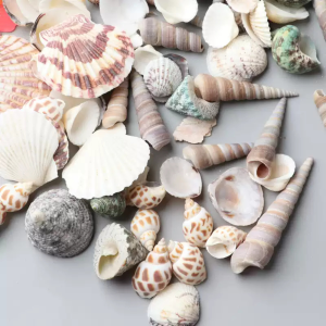 Yee Natural Sea Shells for Aquarium DIY Crafts Resin Art | Mixed Sizes (1–7cm) | 15g–1kg