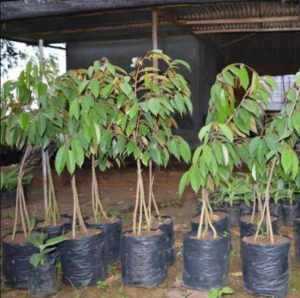 bibit tanaman durian bawor kaki 3 1 meter I griya plants