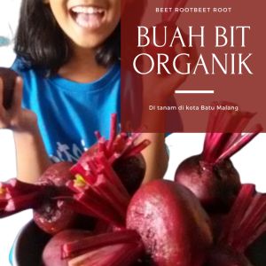 Termurah Jual Buah Bit Harga 1 Kg Buah Bit Membantu KekebalanTubuh & Penambah Stamina