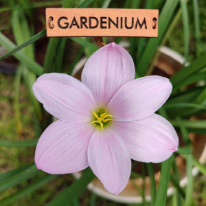 Umbi Bunga Rain Lily Sakura Snow - Rainlily Zephyranthes Hybrid