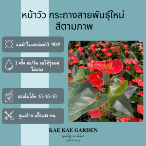 ดอกไม้แคชเมียร์ รุ่นเส้นทางแห่งความรัก สำหรับสวนและบ้าน