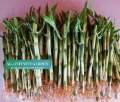 [ BUY 10 GET 1 FREE ] Lucky Bamboo  - for wealth and good Luck ( REAL ). 