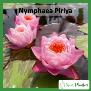 【Sean Planters】Hardy Waterlily Nymphaea Piriya 耐寒睡莲 莲花 Teratai Telepok