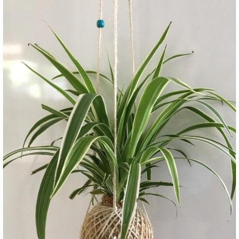 Pokok Klorofitum / Chlorophytum spider plant / INDOOR PLANT | Lazada