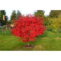 Amefurashi 4 Biji Benih Red Maple Tree Red Maple Pohon Maple Unik. 