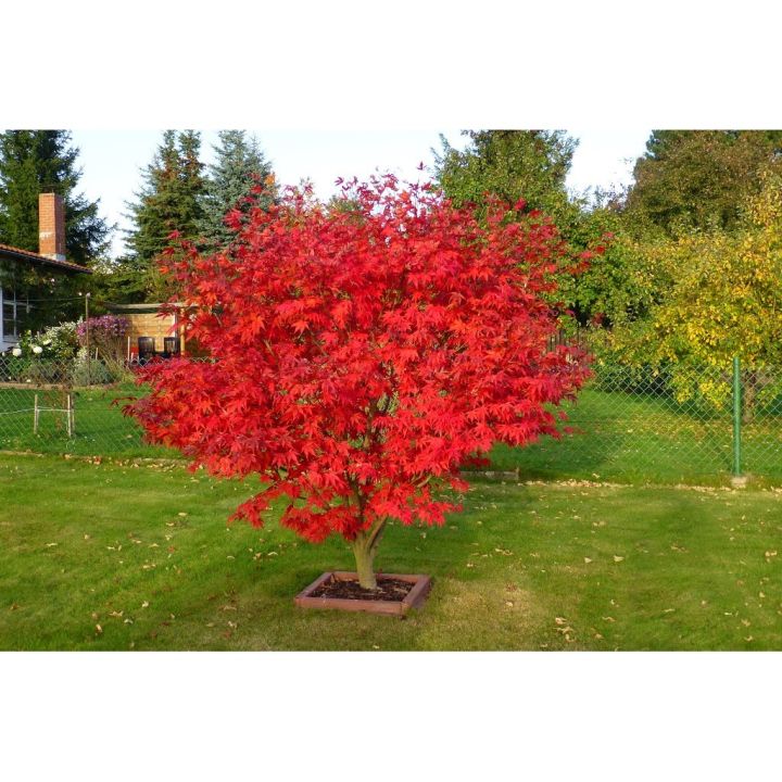 Amefurashi 4 Biji Benih Red Maple Tree Red Maple Pohon Maple Unik