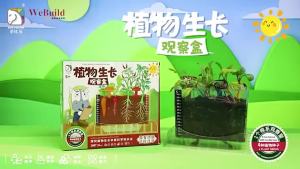 Plant Growth Observation Plant Growth Root System Observation Childrens Science Experiment Craft Toy Seed Pack Benih WeBuild