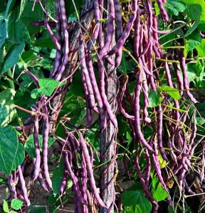 Biji Benih KBiji Benih Kacang Buncis Ungu Memanjat  (12 Seeds) /紫红四季豆籽/Purple French Bean Seeds