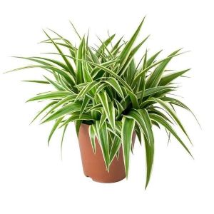 SPIDER  PLANT " LIVE PLANT " WITH A PLASTIC POT