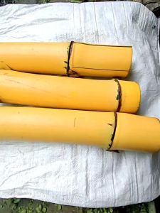 Potongan Bambu Kuning Besar 50 cm