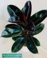 Rubber Tree " Ficus Elastica Burgundy " With FREE Plastic Pot and Garden Soil  (  Real and Lowest Price ) AGs Infinity Shop Limited Stock Only. 