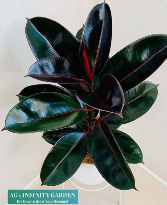 Rubber Tree " Ficus Elastica Burgundy " With FREE Plastic Pot and Garden Soil  (  Real and Lowest Price ) AGs Infinity Shop Limited Stock Only