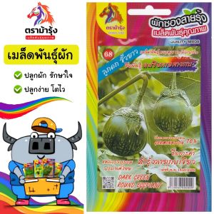 RAINBOWHORSE ผักซอง ม้ารุ้ง Z068 มะเขือมะเขือลายคางกบ เมล็ดพันธุ์ มะเขือ เมล็ดพันธุ์ เมล็ดพันธุ์ผัก ผักสวนครัว