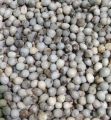Biji jali jali 1 bungkus isi 50 biji. 