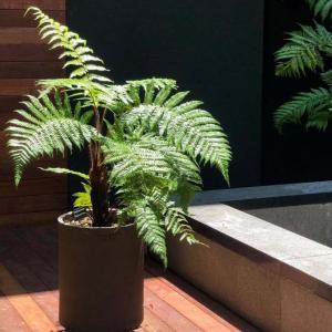 Monkey Tail Fern -  - Pokok Paku Ekor Monyet - मंकी टेल फर्न Fern Paradise – Monkey Tail Fern Curled Fuzzy Fronds Air-Purifying Indoor Friendly Exotic Tropical LIVE PLANT