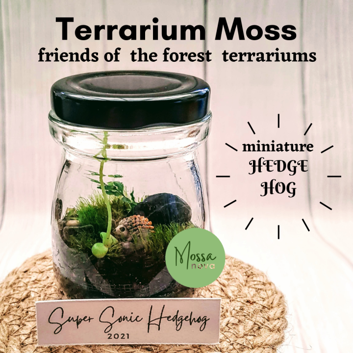 READY MADE MOSS TERRARIUM HEDGEHOG Miniature Friends of Forest Cute ...