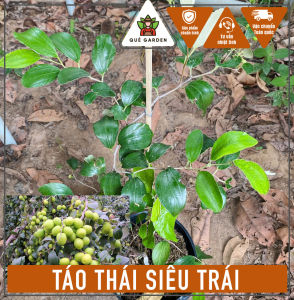 Cây Táo Thái Siêu Trái - Quả To - Tổng thể tầm 40-50 cm - Thuần trồng chậu!