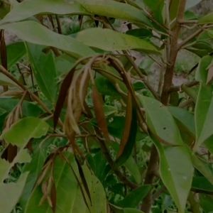 ที-ซีรีย์ อาหารพืช