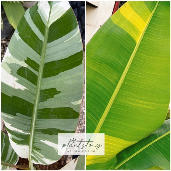 🌱Rare Banana🌱Banana variegated 🌱Banana yellow variegated 🌱 musa banana ice cream variegated🌱
