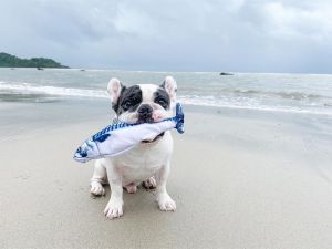 ปลาดูฟรี! หมา เล่นที่ดี สำหรับปลา ตูตาสำหรับปลา สำหรับหมา - KAFBO Dancing Fish For Dog Mackerel