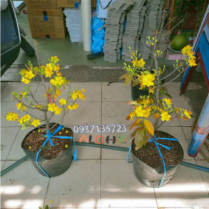 [HCM]cây mai vàng cao từ 40-60 cm