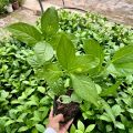 Cây hoa sói ướp trà thơm lừng, cây thuoc dược liệu, cây cảnh. 