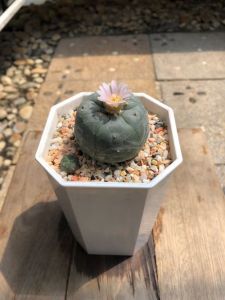 แคคตัสโลโฟโฟร่า (Lophophora) รูปทรงกลมคล้ายซาลาเปา ผิวเขียวเทามันขลับ กว้าง 4.5-5 cm อายุ 2-3 ปี