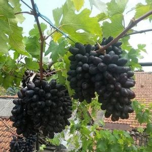 BIBIT ANGGUR IMPORT AKADEMIK HASI GRAFTING