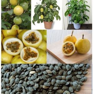 Combo 2 gói Hạt giống chanh leo vàng (chanh dây hoàng kim) gói 20 hạt