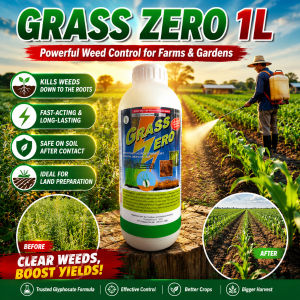 [SALE 50%] Grass Zero Herbicide 1L – Eliminates Tough Weeds Safe for Corn Rice & Backyard Use