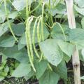 SULIT PACK! SITAW NA TURO/BUSH SITAW/LOS BANOS VARIETY (10 pcs seeds). 