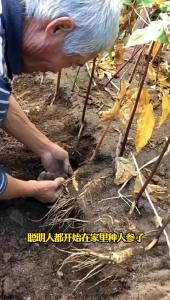 Genuine Changbai Mountain Ginseng Wild Mountain Ginseng suitable for all seasons Chinese herbal medicine indoor ornamental flower plant