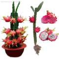 [Easy To Grow In Malaysia] Pitaya Seeds Dragon Fruit Seeds for Planting (Mixed 200 Seeds) Balcony Potted Yellow Dragon Fruit Plant Seeds Dwarf Fruit Plants Red Dragon Fruit Seedlings Home Garden Seeds Bonsai Tree Live Plant Real Plants Benih Pokok Buah. 