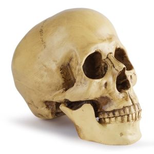 Life-Size Anatomical Human Skull Model Resin Replica For Medical Study & Bar Decor