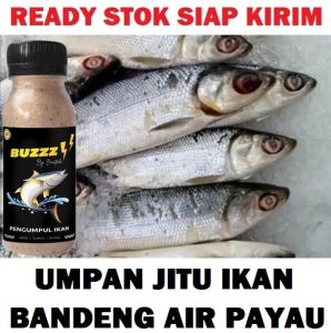 UMPAN JITU IKAN BANDENG AIR PAYAU | BUZZ by BOOSTRIKE