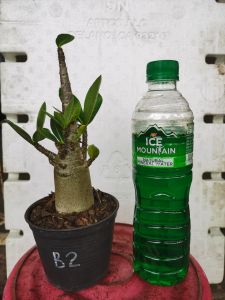 Pokok Bunga Kemboja "Thai Soco" (akar asal)/"Thai Soco" Adenium Plant(original root)/"Thai Soco"沙漠玫瑰原根