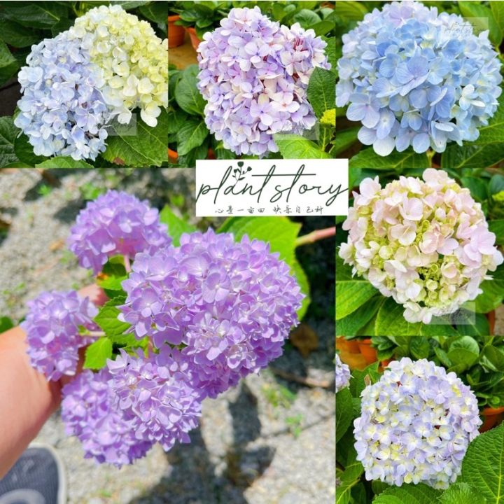 🌱Bunga Siti Zubaidah 🌱 绣球花 🌱Bugar Tiga Bulan🌱 Hydrangea🌱 Ready stock🚚🚚🚚 ...
