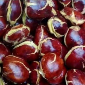 Jengkol Tua 1kg murah