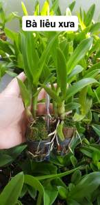 Hoa lan nắng bà liễu thơm (cây giống 7-12CM)