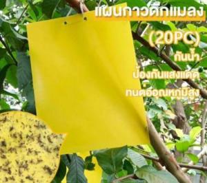 ข้อสำคัญในการควบคุมศัตรูพืชในสวน/ฟาร์ม: แผ่นกี้สติกจับแมลงสองด้าน ทำให้ศัตรูพืชนุกชนิดถูกกำจัดทั้งหมด