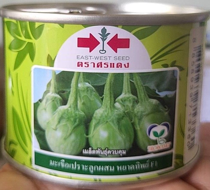 เมล็ดพันธุ์ มะเขือเปราะ🍆หมดอายุ03/07/2570🍆 มะเขือเปราะหยาดทิพย์🍆1 ...