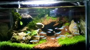 Rumput Sintetis aquarium UK 50 cm x 30cm/ rumput Sintetis aquarium/Dekorasi aquarium.