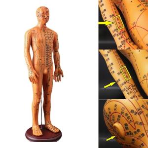 Human Acupuncture Model with Acupoints and Meridians Male Acupuncture Model Female Acupuncture Model for Acupuncture
