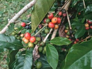 เมล็ดกาแฟคั่ว กลิ่นหอม คั่วใหม่ทุกออเดอร์ เลือกระดับการคั่วได้ อราบิก้า100% เมล็ดกาแฟออแกนิค ขนาด250กรัม #กาแฟคั่ว #เมล็ดกาแฟ #Coff on Doi