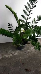 กวักมรกต ต้นไม้ฟอกอากาศ แพลตฟอร์ม มีกระถางที่ใหญ่ และกระถางที่เล็ก ตั้งโชว์ได้เลย