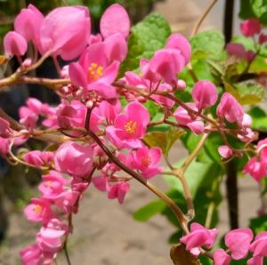 Tanaman hias bibit air mata pengantin - Tanaman hias bunga air mata pengantin