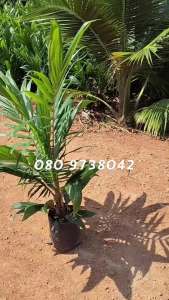 กล้าปาล์ม ( Univanich ) พันธุ์ปาล์ม ยูนิวานิช โทร 098 0130425