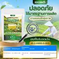 ของแท้100% KHUNNOI ชามะรุม แบรนด์คุณน้อย 1 แถม 1 (60 ซอง) ไม่มีน้ำตาล เพื่อสุขภาพ. 
